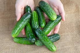 نحوه ی پرورش خیار پارتنوکارپیک
